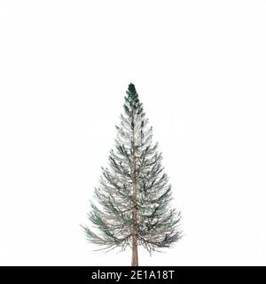 Rappresentazione vettoriale realistica dell'abete su sfondo bianco. Pino verde, isolato su sfondo bianco Illustrazione Vettoriale