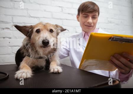 Primo piano di un cane carino riparo guardando alla macchina fotografica, sdraiato sul tavolo di esame medico presso la clinica veterinaria Foto Stock