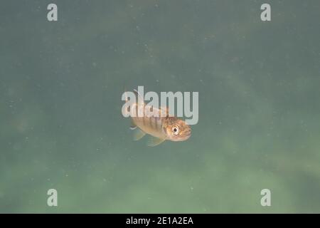 Un giovane salmone Coho nelle acque pulite dell'alto fiume Chilliwack, nella Fraser Valley, British Columbia, Canada. Foto Stock