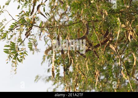 Baccelli di acacia sulla terra in autunno. Alberi di acacia nel tardo autunno. Semi di acacia contro Foto Stock