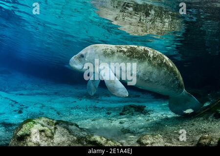 Trichechus manatus latirostris, manatee indiano occidentale, Three Sisters, Kings Bay, Crystal River, Citrus County, Florida, USA Foto Stock