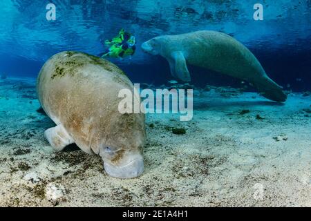 Trichechus manatus latirostris, Manatee e snorkeler delle Indie Occidentali, Three Sisters, Kings Bay, Crystal River, Citrus County, Florida, USA Foto Stock