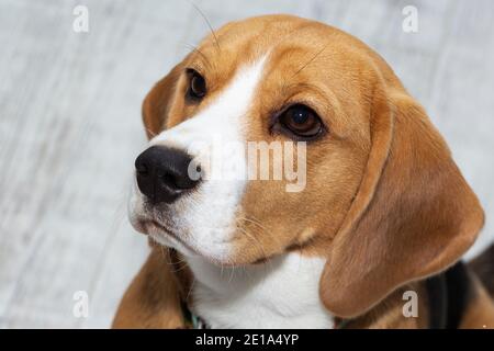 Il cane Beagle sembra colpevole. Il cane guarda in su tristemente Foto Stock