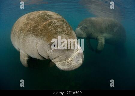 Trichechus manatus latirostris, West Indian Manatees, Homosassa Springs, Wildlife state Park, Citrus County, Florida, USA Foto Stock