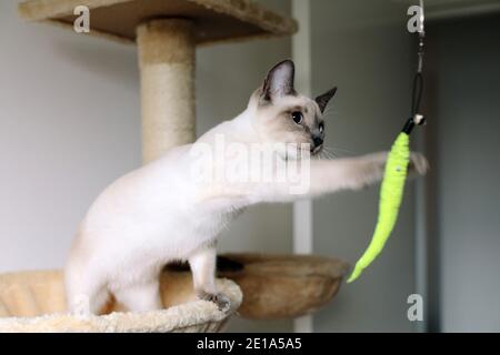 Un gattino siamese di 6 mesi di Lilac Point che fa scorrere giocosamente un giocattolo di gatto penzolante mentre si è in piedi su un albero di gatto Foto Stock