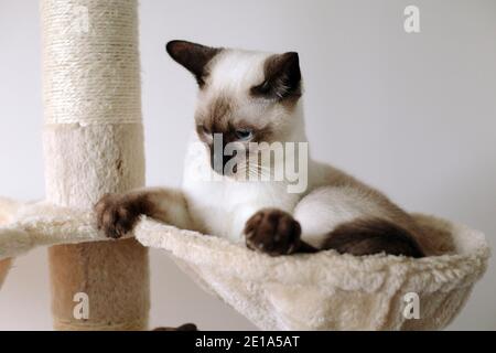 Un tradizionale gatto Siamese Chocolate Point di 6 mesi seduto il suo letto e guardando verso il basso Foto Stock