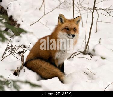 Vista ravvicinata della volpe rossa seduta sulla neve con coda di volpe, pelliccia nella stagione invernale nel suo ambiente e habitat con fondo nevoso. Foto Stock