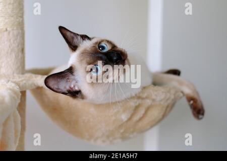 Un gatto tradizionale Siamese Chocolate Point di 6 mesi di età un amaca e guardando in su Foto Stock