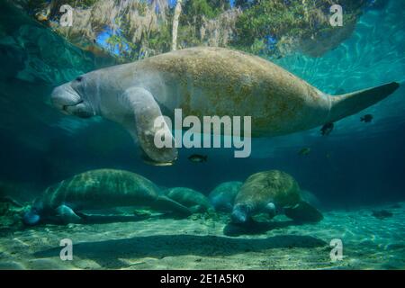 Trichechus manatus latirostris, manatee indiano occidentale, Three Sisters, Kings Bay, Crystal River, Citrus County, Florida, USA Foto Stock