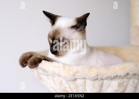 Un tradizionale gatto Siamese Chocolate Point di 6 mesi seduto il suo letto e guardando verso il basso Foto Stock