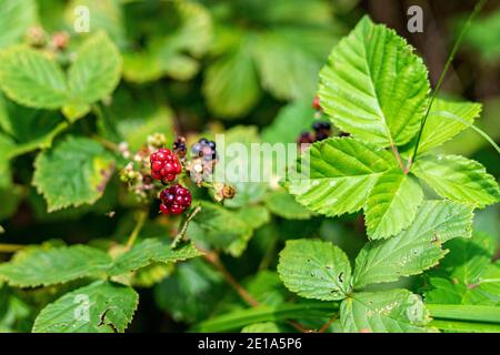 Bacche nere che crescono nella foresta Foto Stock