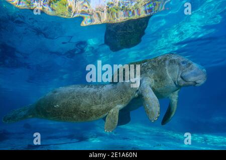 Trichechus manatus latirostris, manatee dell'India occidentale, madre con bambino succhiante, tre sorelle, Kings Bay, Crystal River, Citrus County, Florida, Stati Uniti Foto Stock