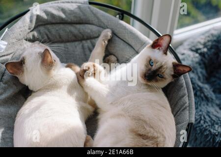 Due gattini siamesi dormono l'uno accanto all'altro in un letto di gatto grigio vicino a una finestra Foto Stock