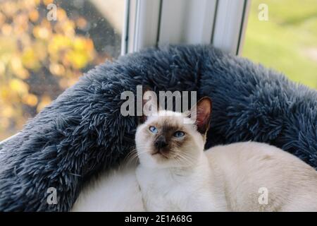 Un gatto siamese di 6 mesi di età tradizionale al cioccolato un letto di gatto vicino a una finestra che si affaccia su Foto Stock