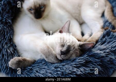 Due gattini siamesi dormono l'uno accanto all'altro in un letto di gatto grigio furry vicino a una finestra Foto Stock