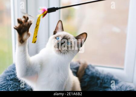 Un gatto siamese di 6 mesi che ha sparato giocosamente un gatto colorato giocattolo Foto Stock