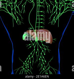 Illustrazione 3D del fegato Anatomia del sistema digestivo umano per il concetto medico Foto Stock