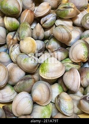 Le vongole di Manila, o le cocciole, lavate e pulite pronte per la cottura. Fotografia a colori in primo piano. Foto Stock