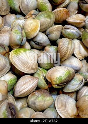 Le vongole di Manila, o le cocciole, lavate e pulite pronte per la cottura. Fotografia a colori in primo piano. Foto Stock