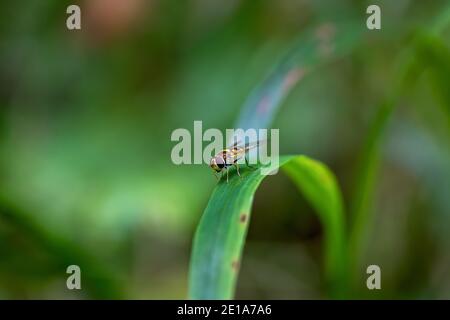 Hoverfly, chiamato anche fly fiore o mosca sciroppo che perching su una lama verde di erba Foto Stock