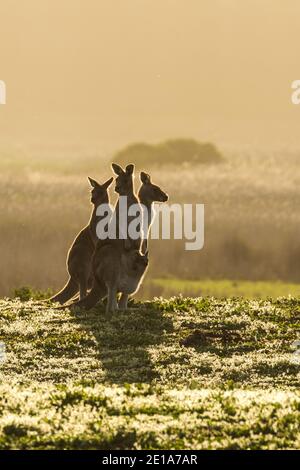 Tre canguri in un campo al tramonto Foto Stock