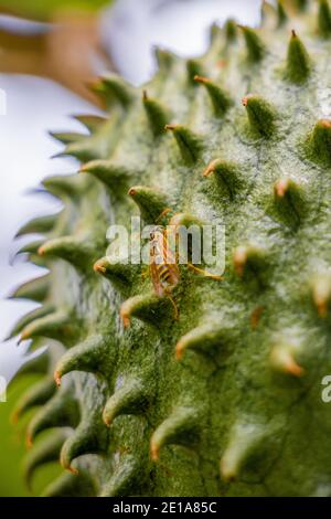 Nuvoloseup dettagliato di un soursop ancora appeso sull'albero mostrando il suo guscio duro e spesso abbondanza di spine Foto Stock