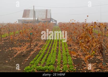 Fienile vigneto e paesaggio coperto di nebbia autunno. Foto Stock