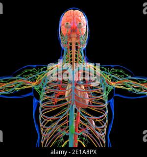 Cuore umano con sistema circolatorio Anatomia per Medical Concept 3D Illustrazione Foto Stock