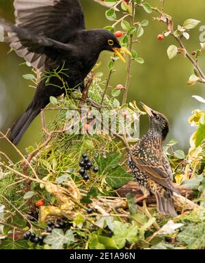 Blackbird, maschio, Turdus, arroccato su un giardino britannico, inverno 2020 Foto Stock