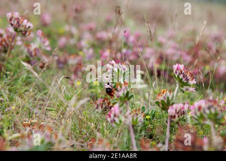 Eine Hummel an einer Blüte auf einer Blumenwiese Foto Stock