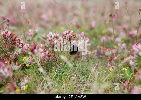 Eine Hummel an einer Blüte auf einer Blumenwiese Foto Stock