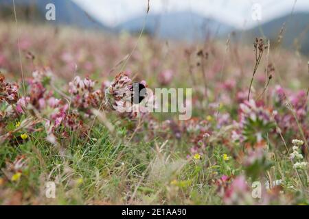 Eine Hummel an einer Blüte auf einer Blumenwiese Foto Stock