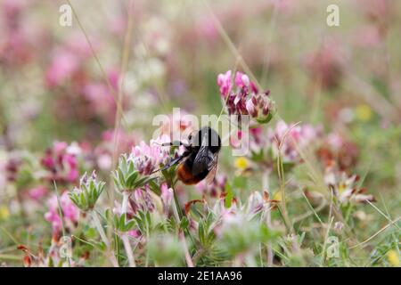 Eine Hummel an einer Blüte auf einer Blumenwiese Foto Stock