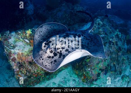 Enormi raggi di marmo profondo sott'acqua su una barriera corallina tropicale Nel mare delle Andamane Foto Stock