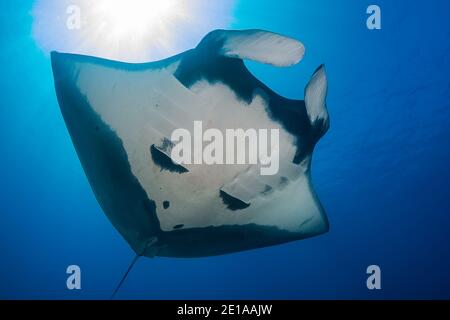 Manta Ray oceanico grande (Manta birostris) In un oceano tropicale blu a Koh Bon in Thailandia Isole Similan) Foto Stock