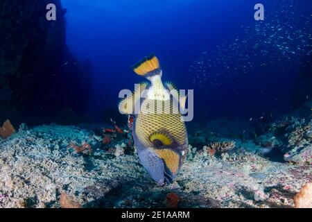 Grande Titano Triggerfish che si nutre su una barriera corallina scura e tropicale all'alba (Isole Similan) Foto Stock