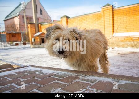 Bella bianca pooch cane vicino alla cabina in una giornata di sole. Casa per un animale. Messa a fuoco selettiva Foto Stock