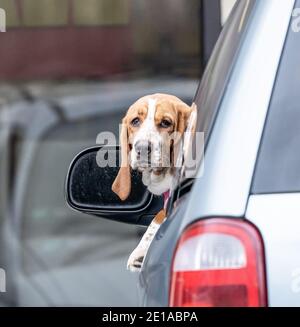 Un simpatico Hound basset stacca la testa fuori da una finestra di auto mentre attende il suo proprietario. Foto Stock