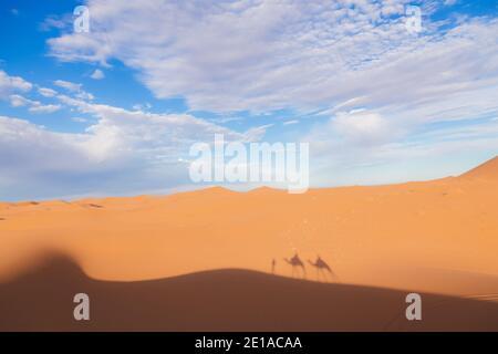 Un'escursione a dorso di cammello lungo le dune di sabbia del deserto di Erg Chebbi vicino al villaggio di Merzouga, nel sud-est del Marocco. Foto Stock