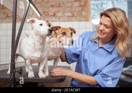 Allegro veterinario femmina che accarezza adorabile jack russel terrier cani dopo l'esame medico. Donna matura che lavora presso la sua clinica veterinaria Foto Stock