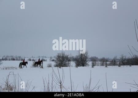 cavalcare su due cavalli neri nella neve in inverno paese delle meraviglie Foto Stock