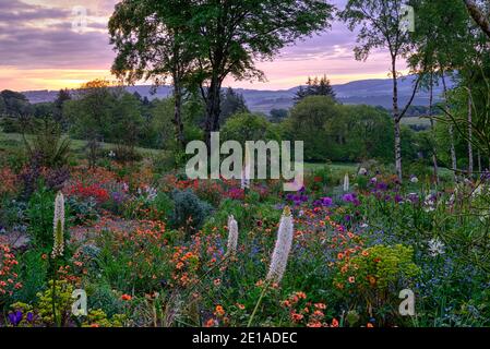 Eremurus,geum,euforbia,allium,letto misto,border misto,schema di piantagione mista,Alba,alba,luce,illuminazione,Caccia giardini di Brook,Wicklow,Irelan Foto Stock