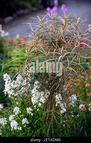 Olearia lacunosa, stretta, marrone scuro, foglie, fogliame, albero giovanile, Lunaria annua alba, onestà, fiori bianchi, fiore, fioritura, primavera, giardino, giardini, RM F. Foto Stock