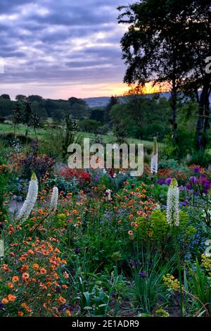 Eremurus,geum,euforbia,allium,letto misto,border misto,schema di piantagione mista,Alba,alba,luce,illuminazione,Caccia giardini di Brook,Wicklow,Irelan Foto Stock