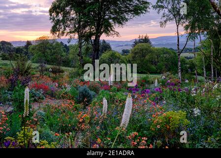 Eremurus,geum,euforbia,allium,letto misto,border misto,schema di piantagione mista,Alba,alba,luce,illuminazione,Caccia giardini di Brook,Wicklow,Irelan Foto Stock