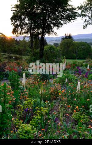 Eremurus,geum,euforbia,allium,letto misto,border misto,schema di piantagione mista,Alba,alba,luce,illuminazione,Caccia giardini di Brook,Wicklow,Irelan Foto Stock