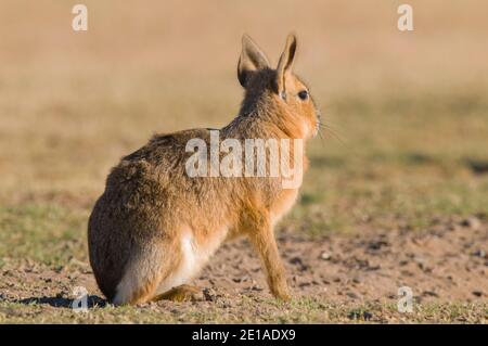 Patagonia cavi, Dolichotis patagonum, Penisola Valdes, Patrimonio dell'Umanità dell'UNESCO, Provincia di Chubut, Patagonia , Argentina. Foto Stock