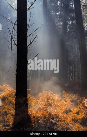 Silhouette di un albero di pino retroilluminato dal sole in UNA foresta con bracken morto con raggi di sole su una mattina fredda frosty misty. New Forest Regno Unito Foto Stock