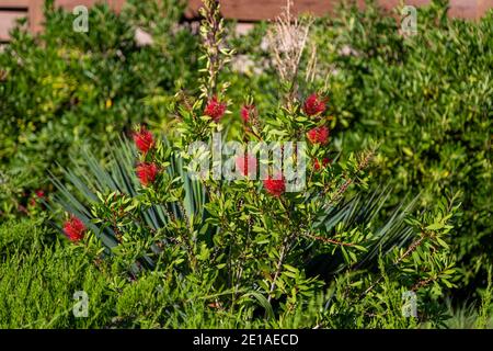 Fioritura Bottlebrush pianta Callistemon citrinus. Teste di fiore fluffy rosse sull'arbusto sempreverde Foto Stock