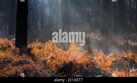 Foresta retroilluminata scena di sole raggi attraverso gli alberi e Dead Bracken in UNA mattinata Misty con Steam from Melting Frost. New Forest Regno Unito Foto Stock